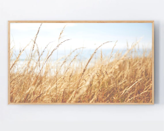 Samsung Frame Tv Art Dried Grass Light Colors 4k Modern Organic Boho Neutral Pampas For Reeds Photo File
