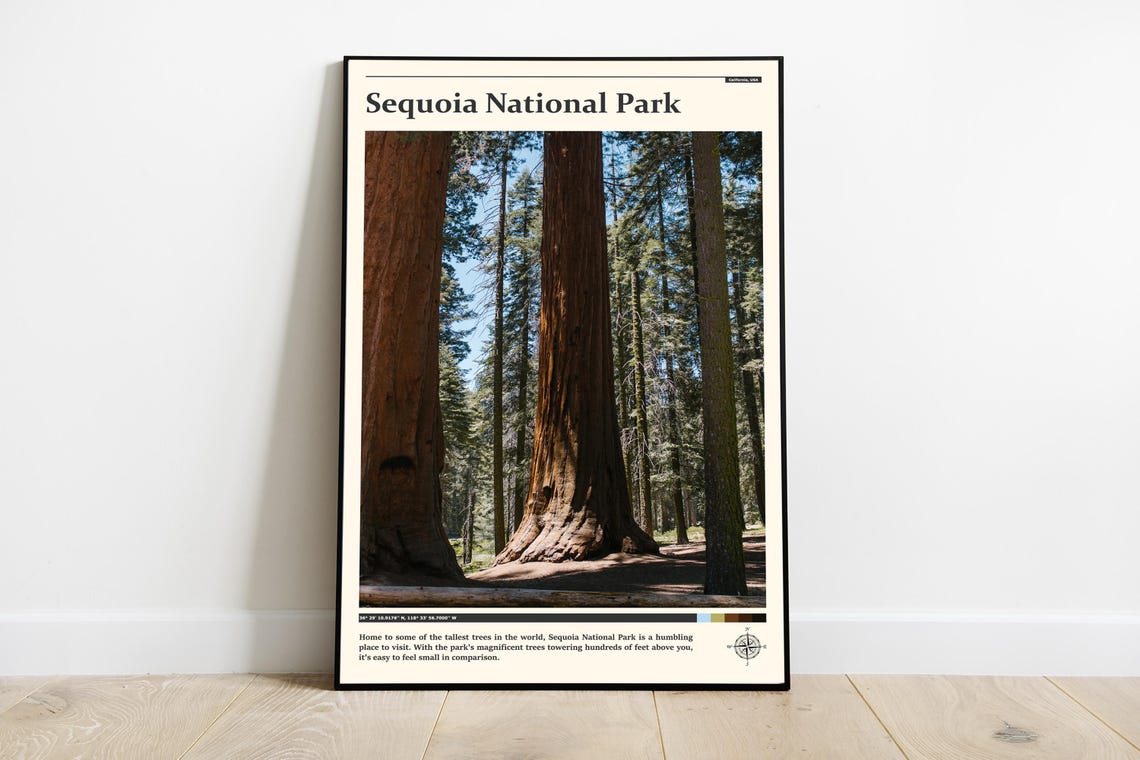 Sequoia National Park Giant Redwood Trees Forest Photography Poster