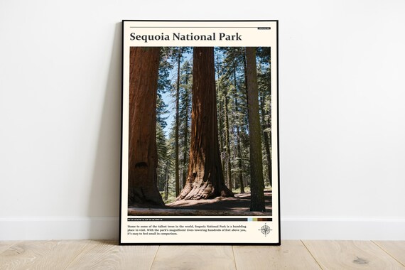 Sequoia National Park Giant Redwood Trees Forest Photography Poster
