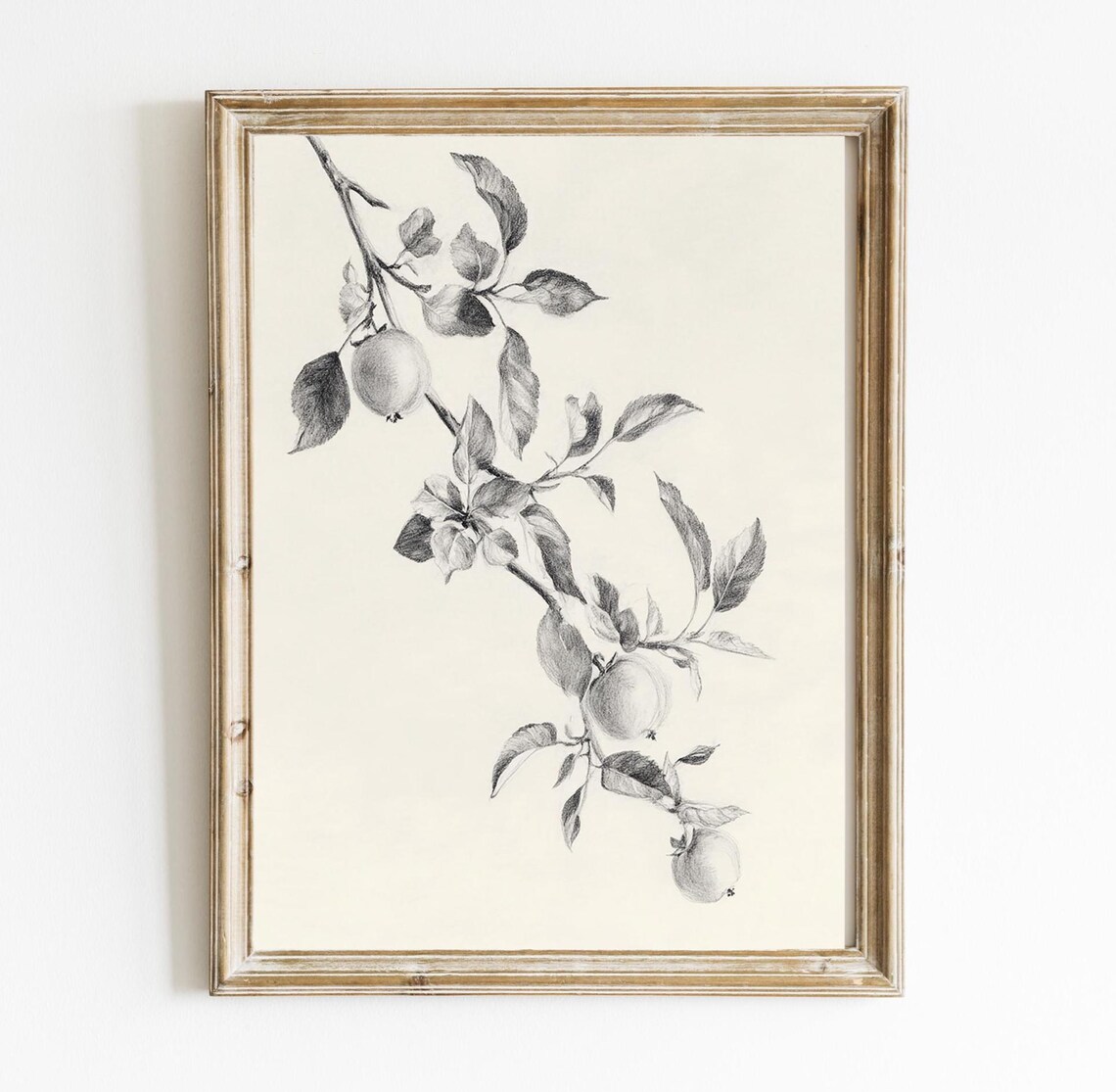 Vintage Fruit Branch, English Country Rustic Drawing