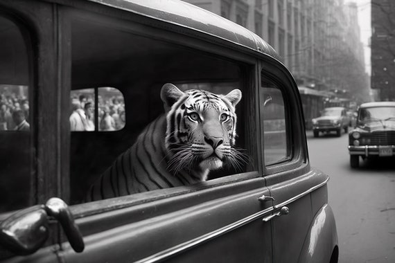 Tiger Riding In A Car In New York City, Vintage Poster
