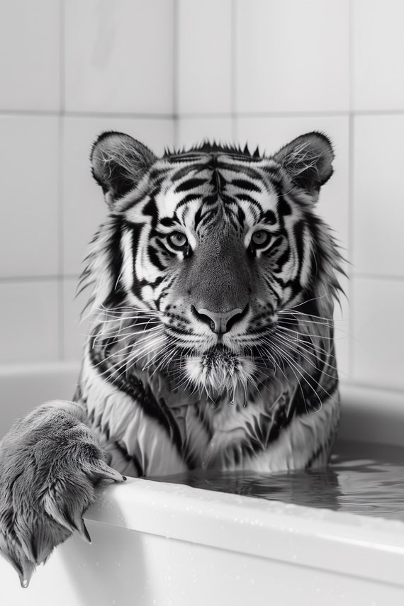 Tiger In The Bathtub Funny Animal Photograph, Bathroom Art