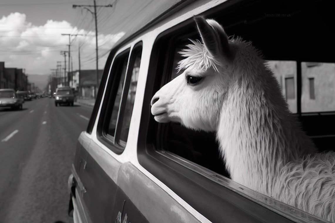 Llama In Van Window Desert Road Black And White Funny Animal Poster