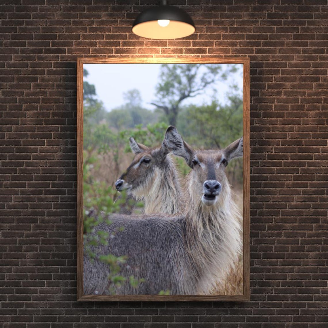 Two Waterbuck Antelope Standing Close In The African Savanna Poster - Image 2