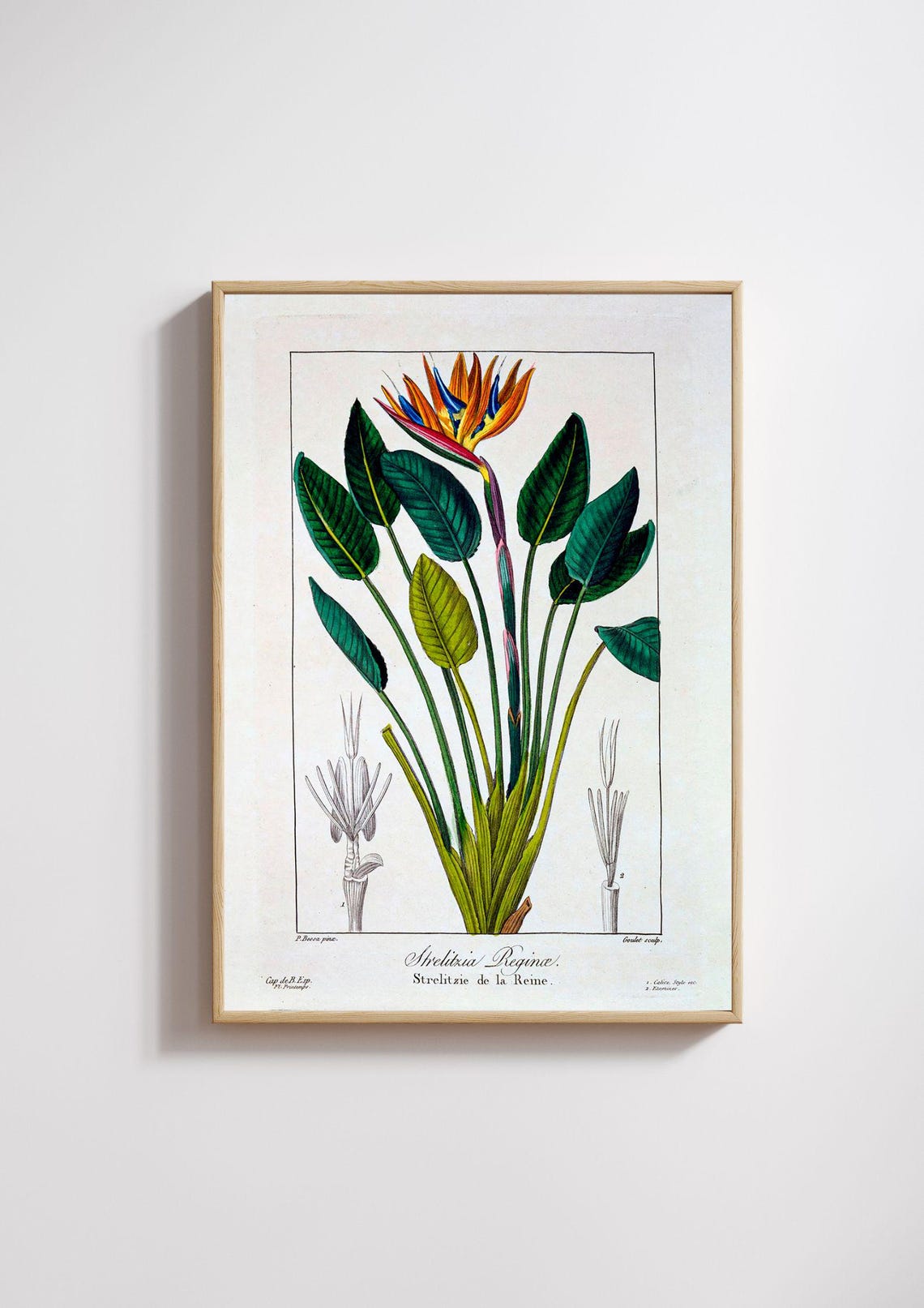 Botanical Painting Bird Of Paradise Or Crane Flower 1836 By Pancrace Bessa Floral Art Print Vintage Painting - Image 3