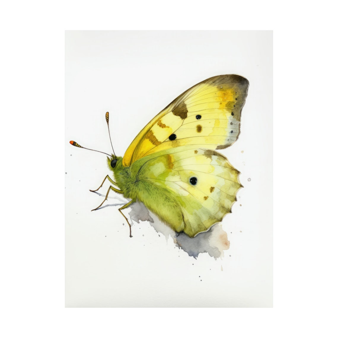 Clouded Sulphur Butterfly Art Print Butterfly Home Dcor Watercolor Butterfly Painting Insect Wall Art Nature Lover Butterflies Artwork - Image 4