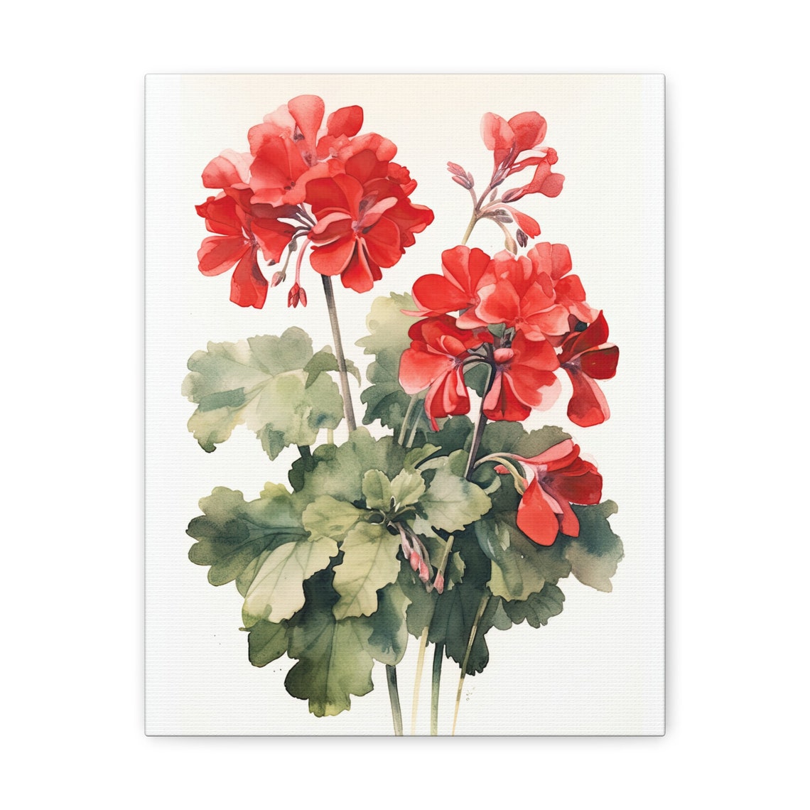Red Geranium Blooms Watercolor Pale Wash Botanical Flower Art Print - Image 2