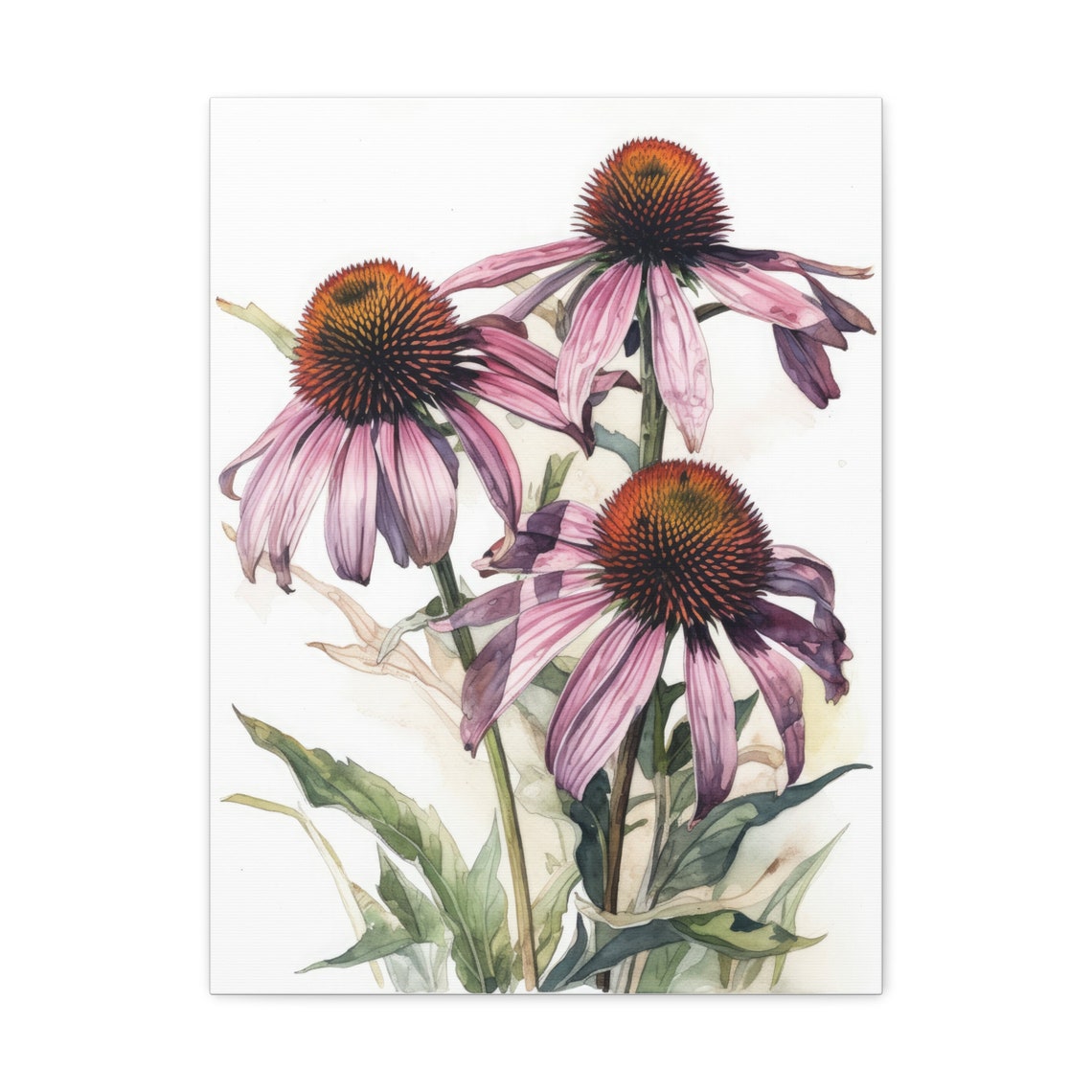 Pink Coneflower Watercolor Echinacea Blooms Botanical Flower Art Print