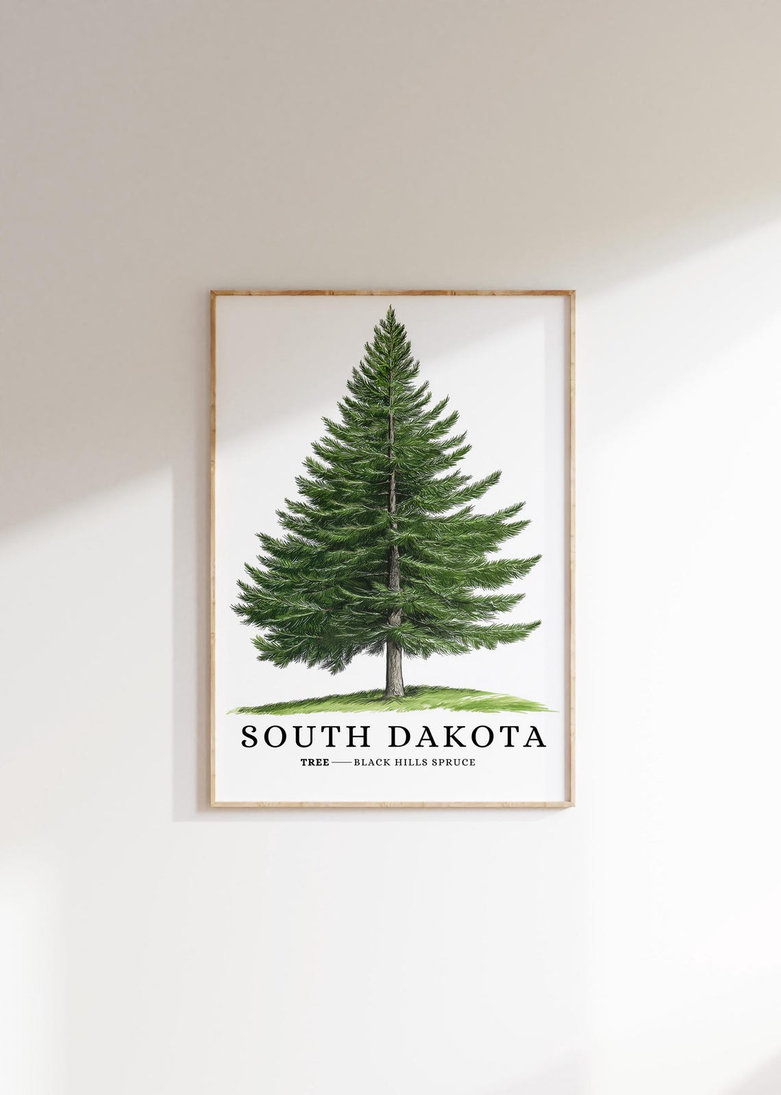 South Dakota Black Hills Spruce Tree Botanical State Symbol Poster