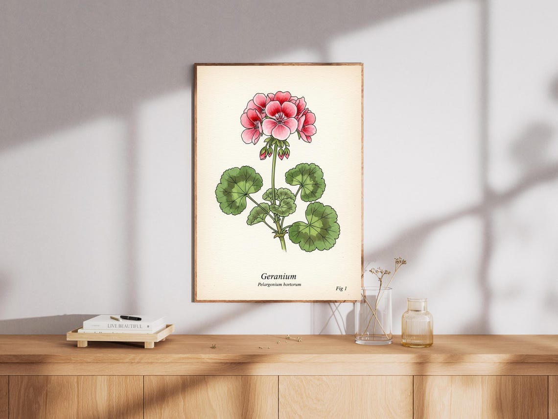 Vintage Geranium Art Print Botanical Flower Illustration