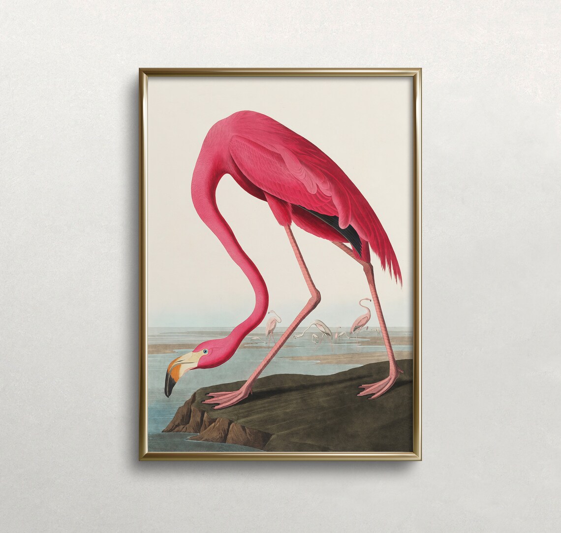 Vintage Flamingo Wildlife Art Print, Audubon Style