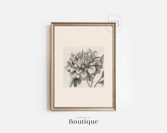 Dahlia Flower Illustration Wall Art Botanical Floral Print In Vintage Style No626