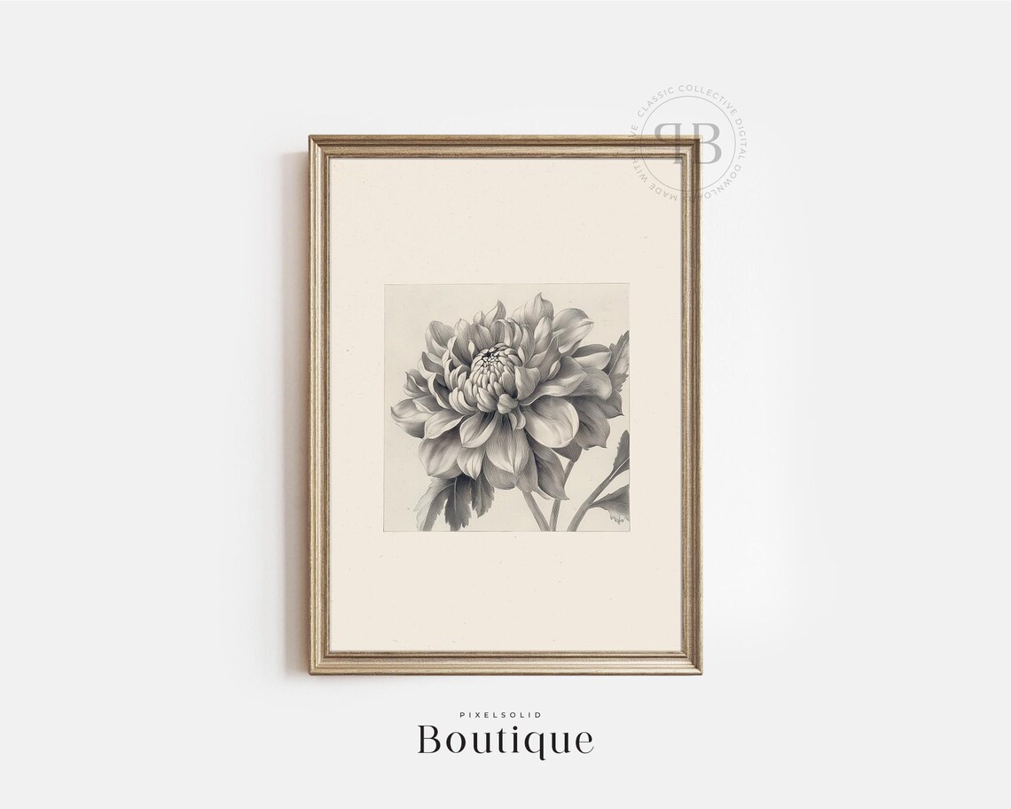 Vintage Dahlia Botanical Floral Illustration Monochrome Fine Art Print