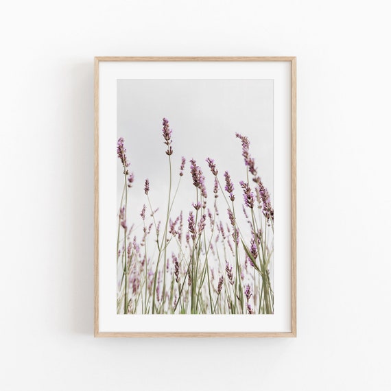 Lavender Flowers Print, Minimalist Botanical Poster