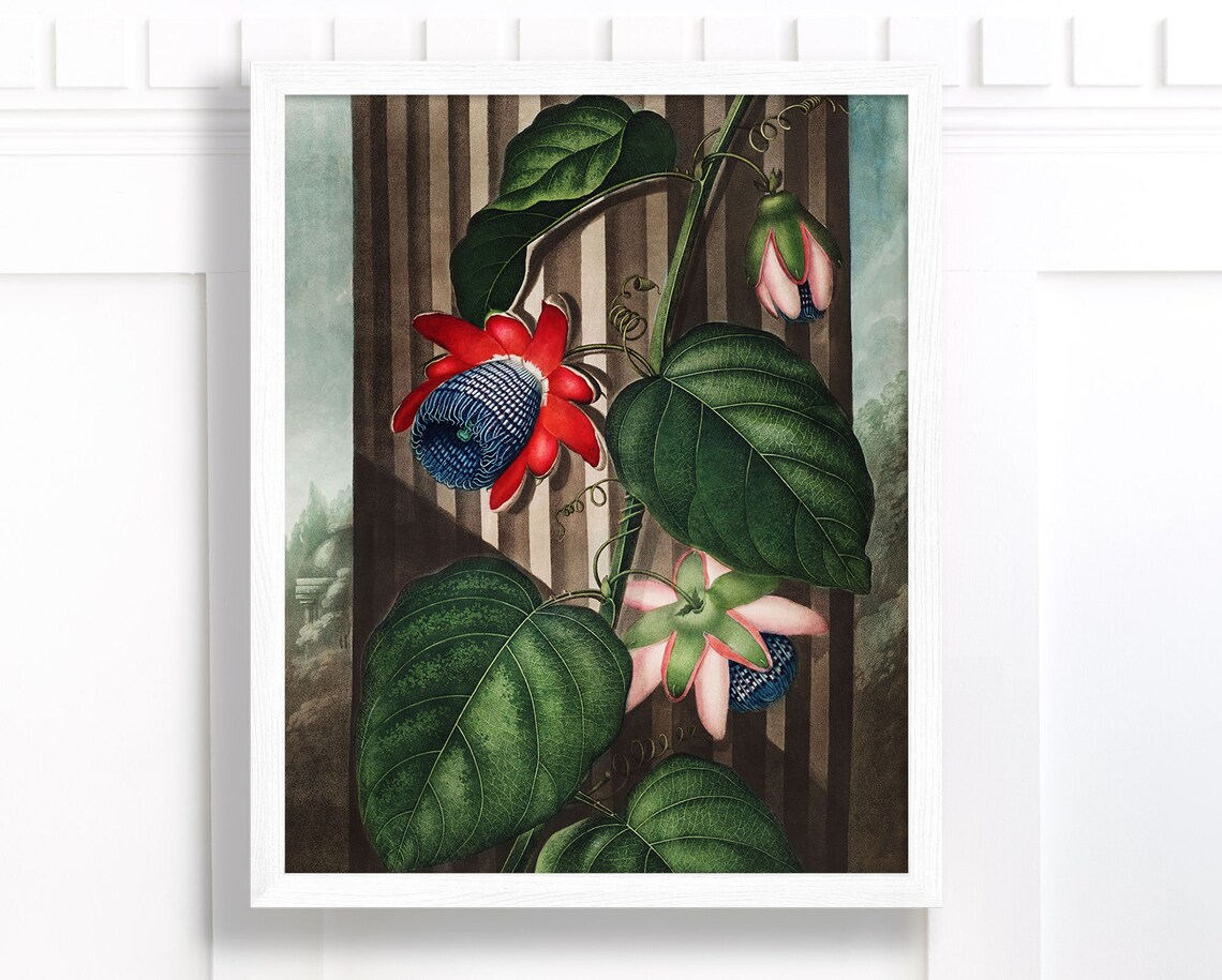 Scarlet Passionflower Vine Bloom Vintage Botanical Floral Art Print