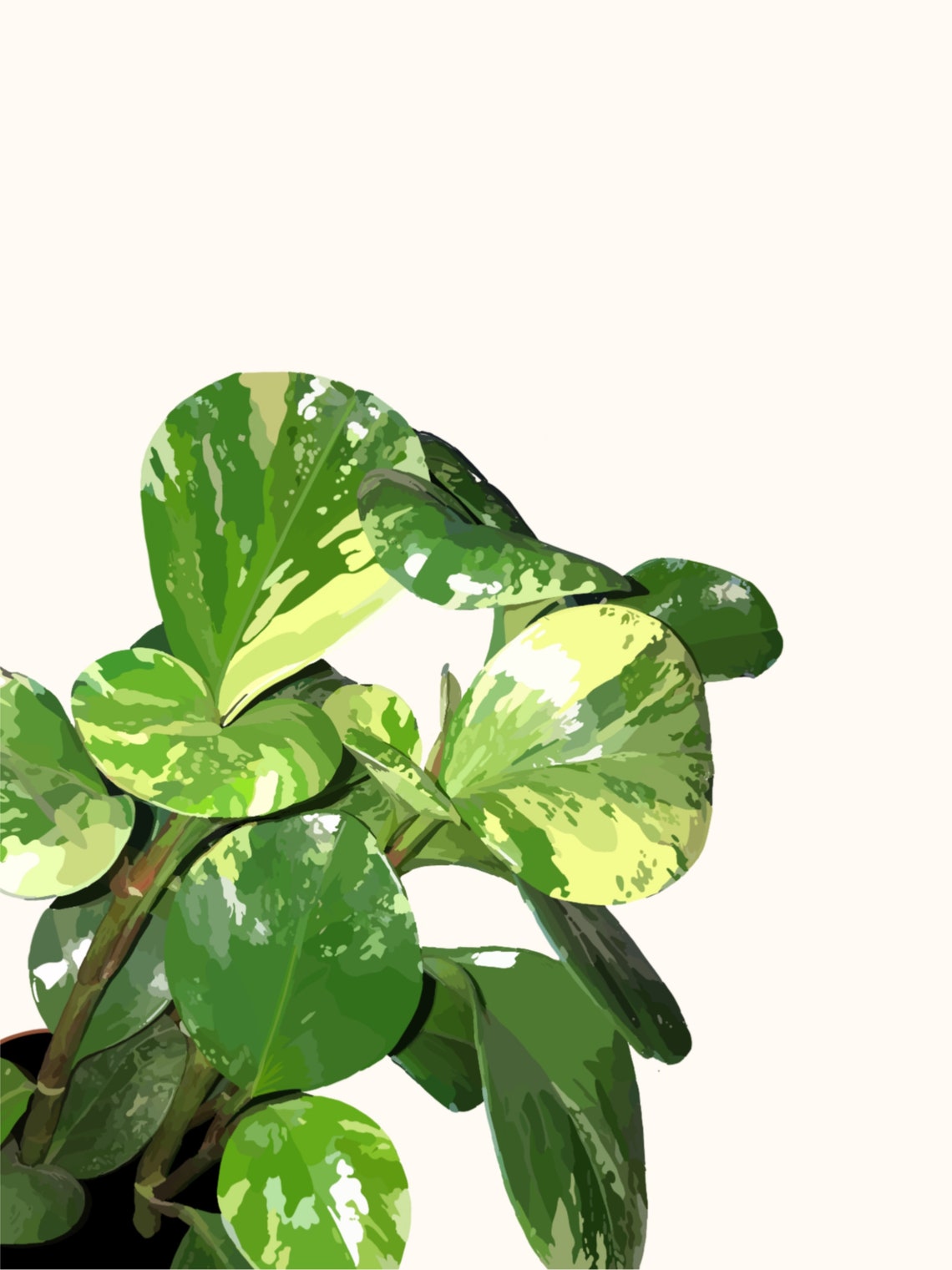 Carl The Obtusifolia Plant Art Print