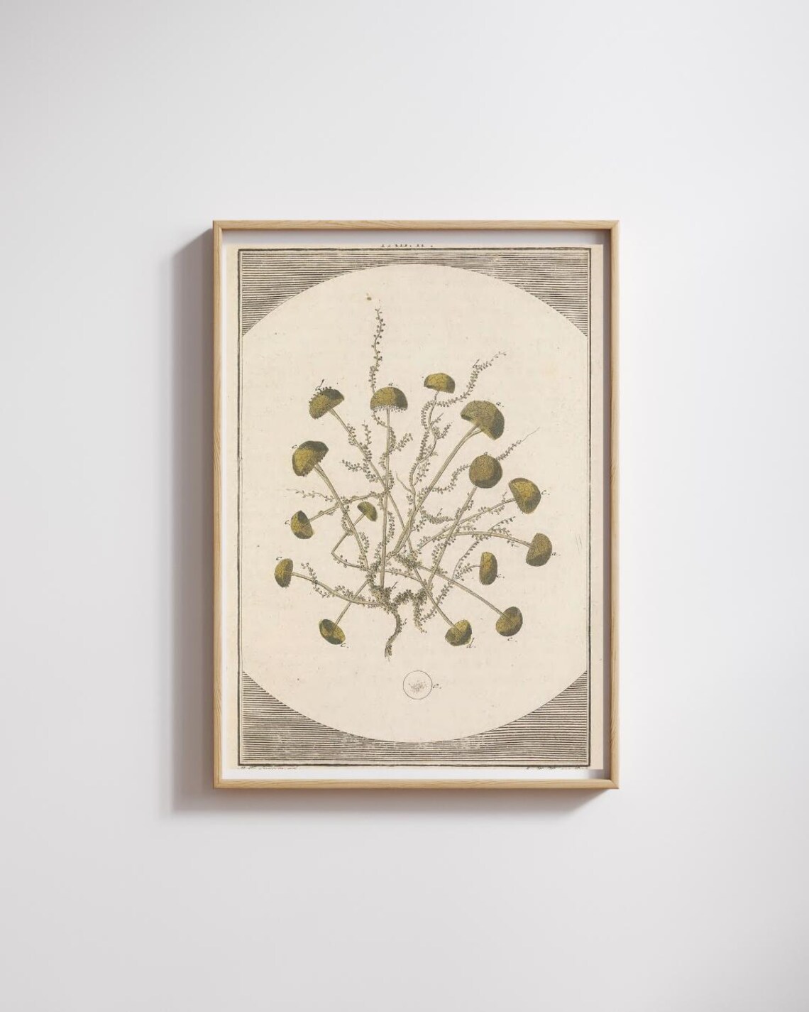 Mushroom Drawing Vintage Botanical Art Print