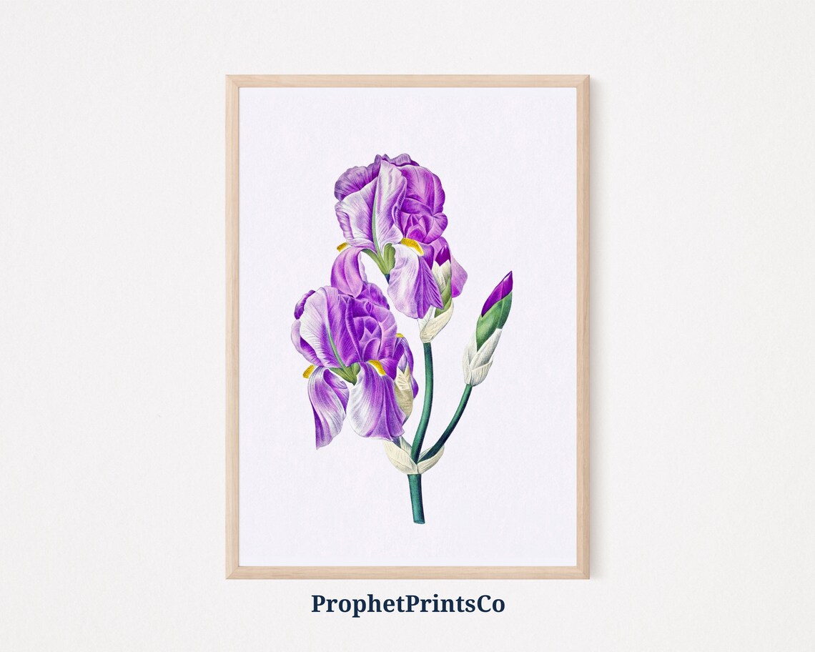 Purple Iris Vintage Botanical Illustration Elegant Floral Poster