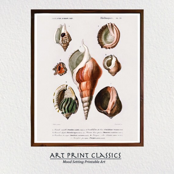 Vintage Colorful Conch Shell Mollusk Plate Scientific Illustration Poster