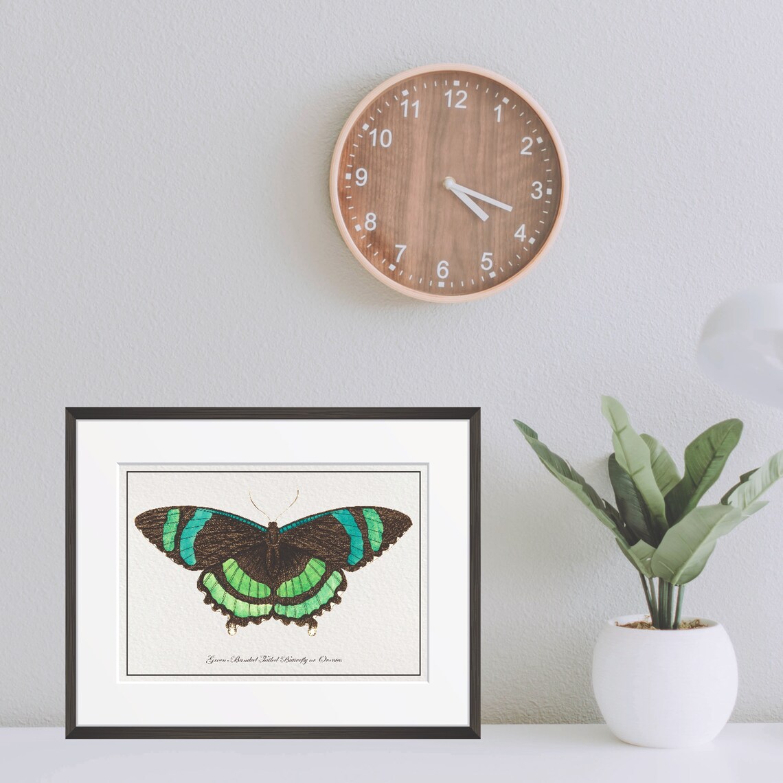 Vintage Green Banded Butterfly Natural History Illustration Poster - Image 2