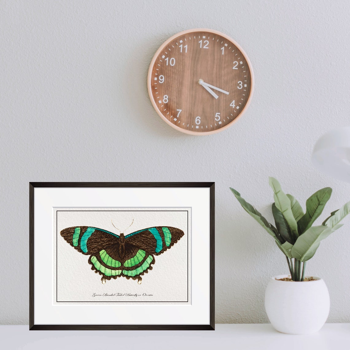 Vintage Green Butterfly Art Print From 18th Century Natural History Publication - Image 2
