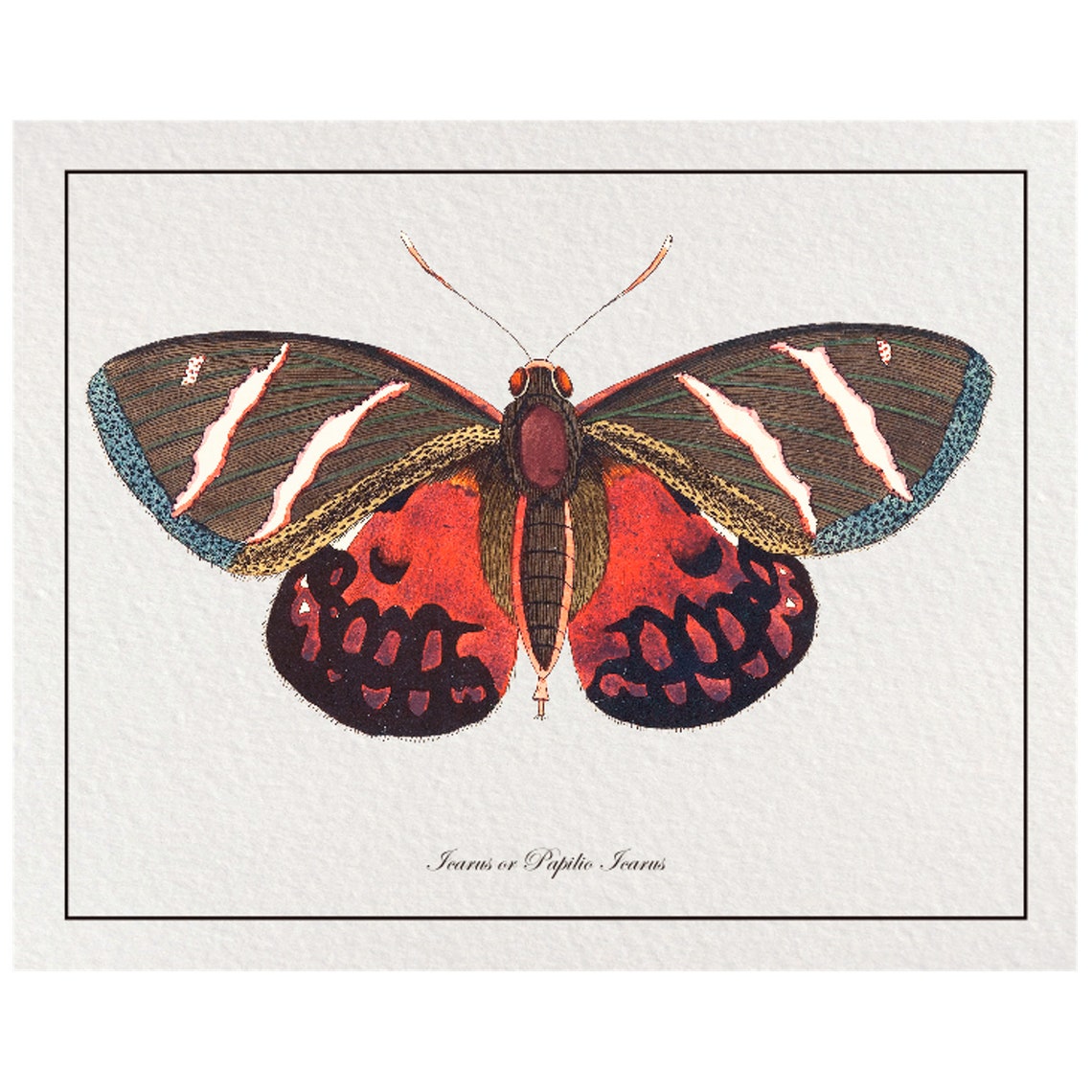 Vintage Icarus Butterfly Natural History Illustration Red Wings Poster - Image 4