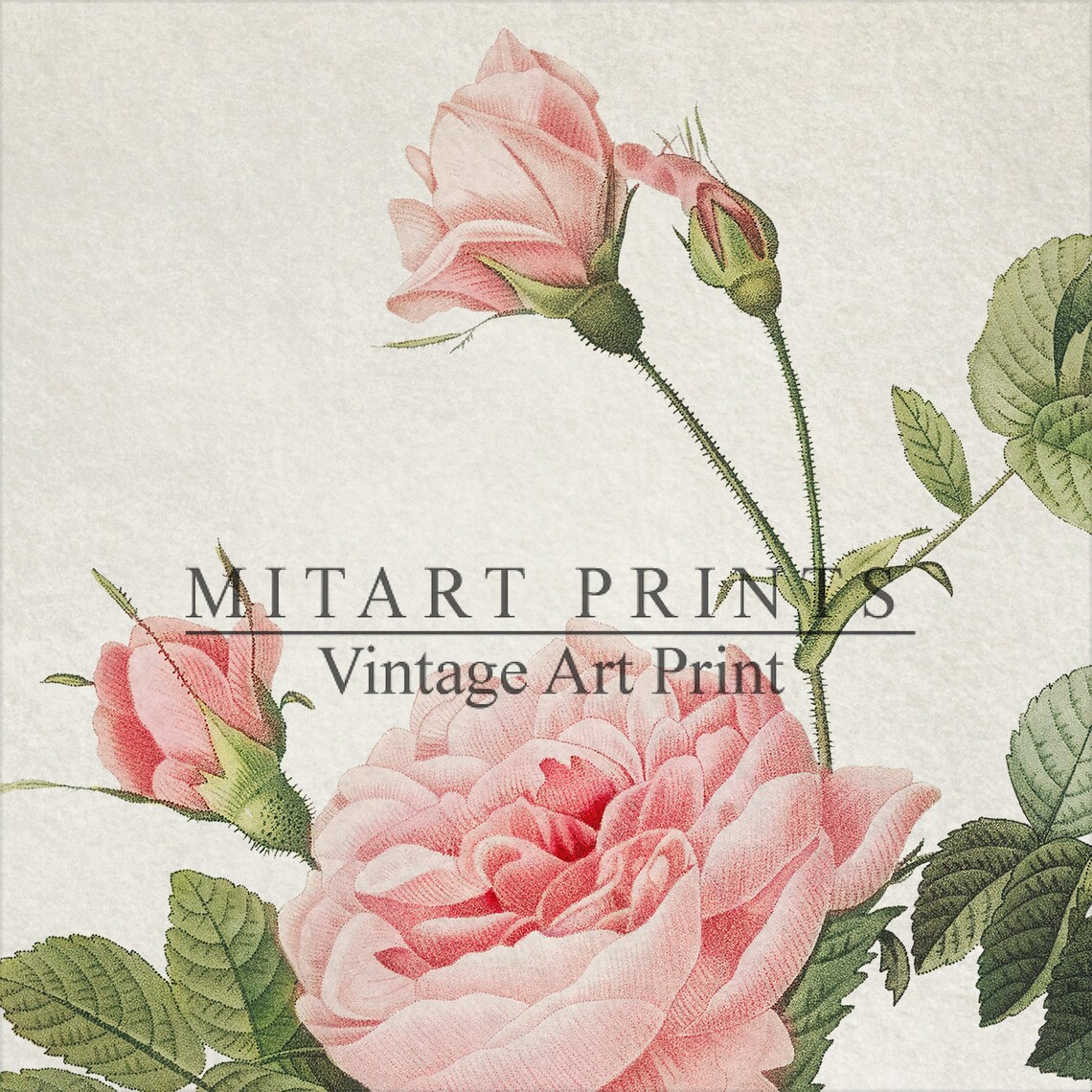 Vintage Rose Print, Farmhouse Botanical Art Print - Image 4