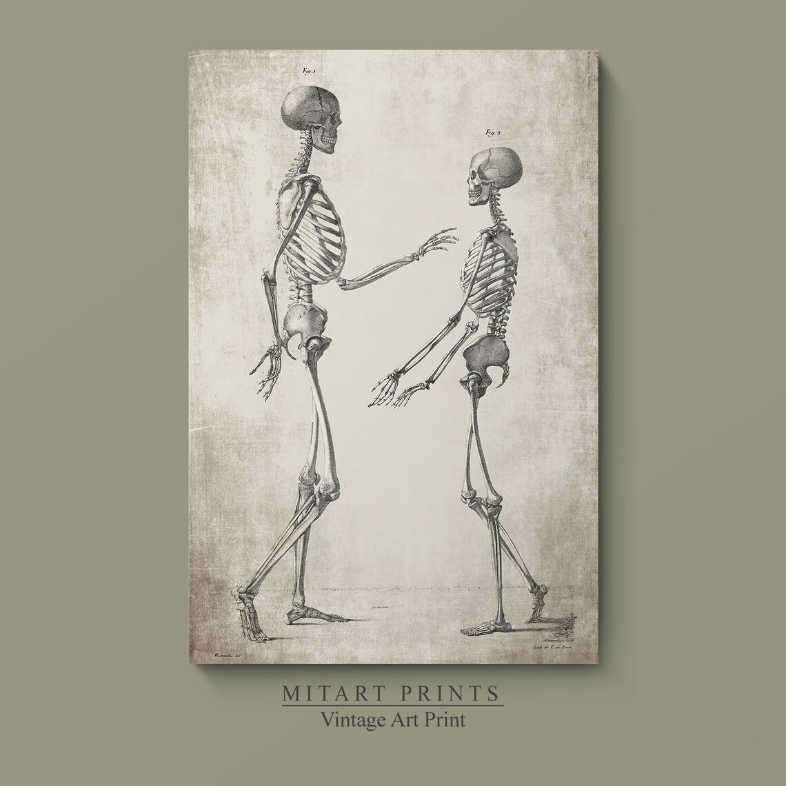 Vintage Pair of Anatomical Skeletons Facing Each Other Art Print - Image 2