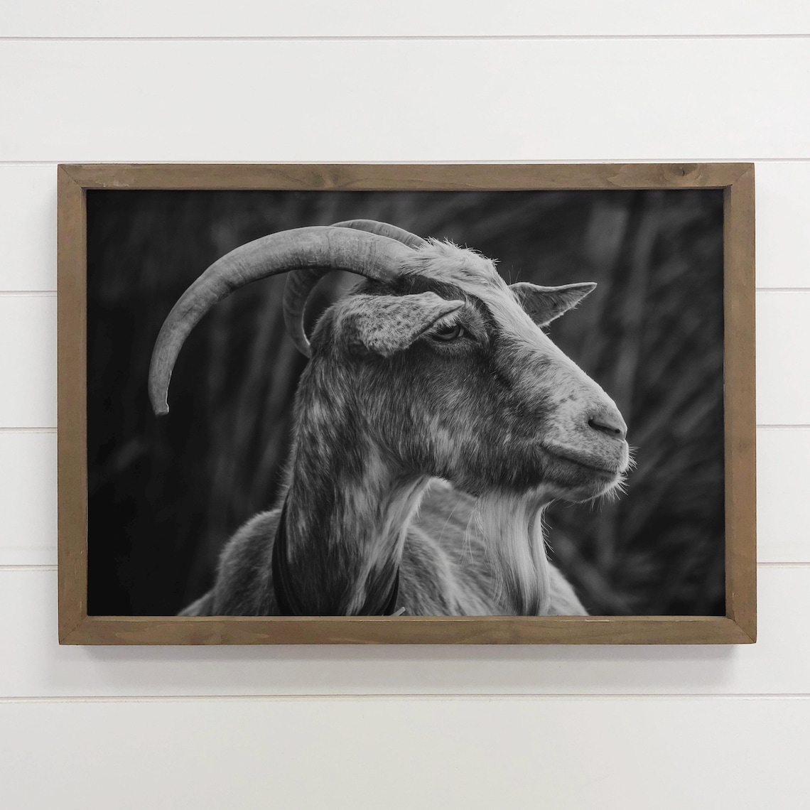 Billy Goat Profile Animal Photograph, Poster Print