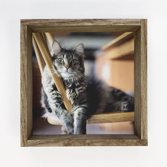 Fluffy Tabby Cat Lounging on Wooden Chair Portrait Photo Poster