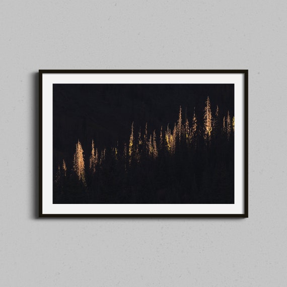 Abstract Forest Print Dark And Moody Light Colorado Evergreen Trees Home Decor Minimal Texture Wall Art Entryway