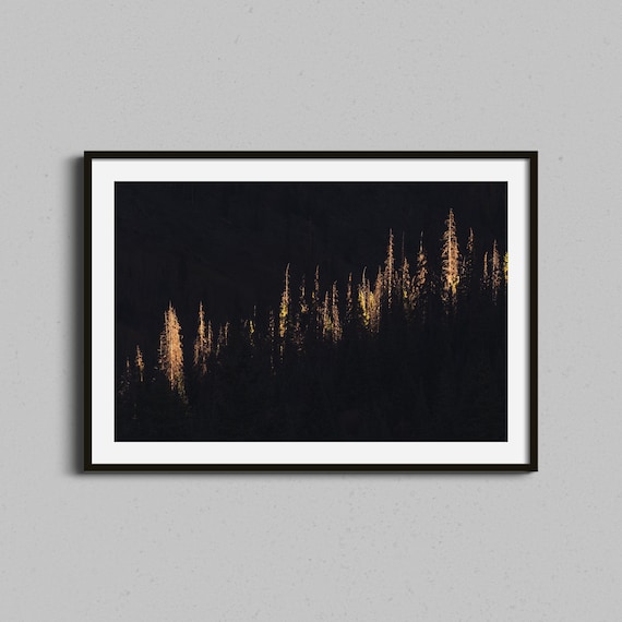 Dark Forest Golden Light Treetops Moody Abstract Photo Poster