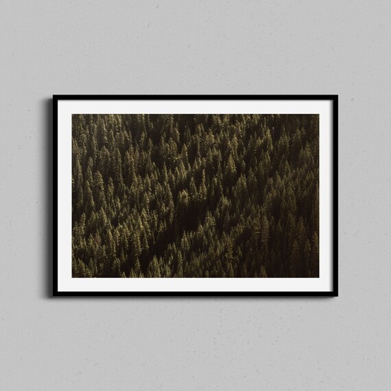 Colorado Evergreen Forest Aerial Trees Photography Art Poster