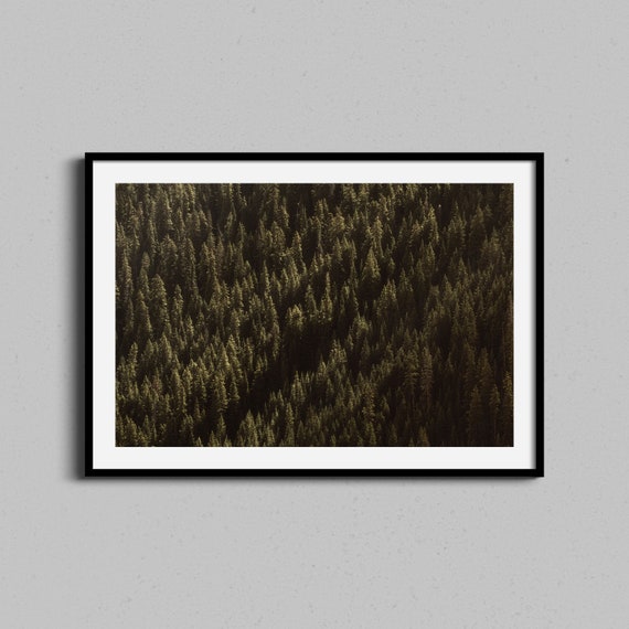 Forest Wall Art Print Landscape Photography Photo Abstract Evergreen Trees Nature Home Decor Large Framed Colorado Modern Artwork