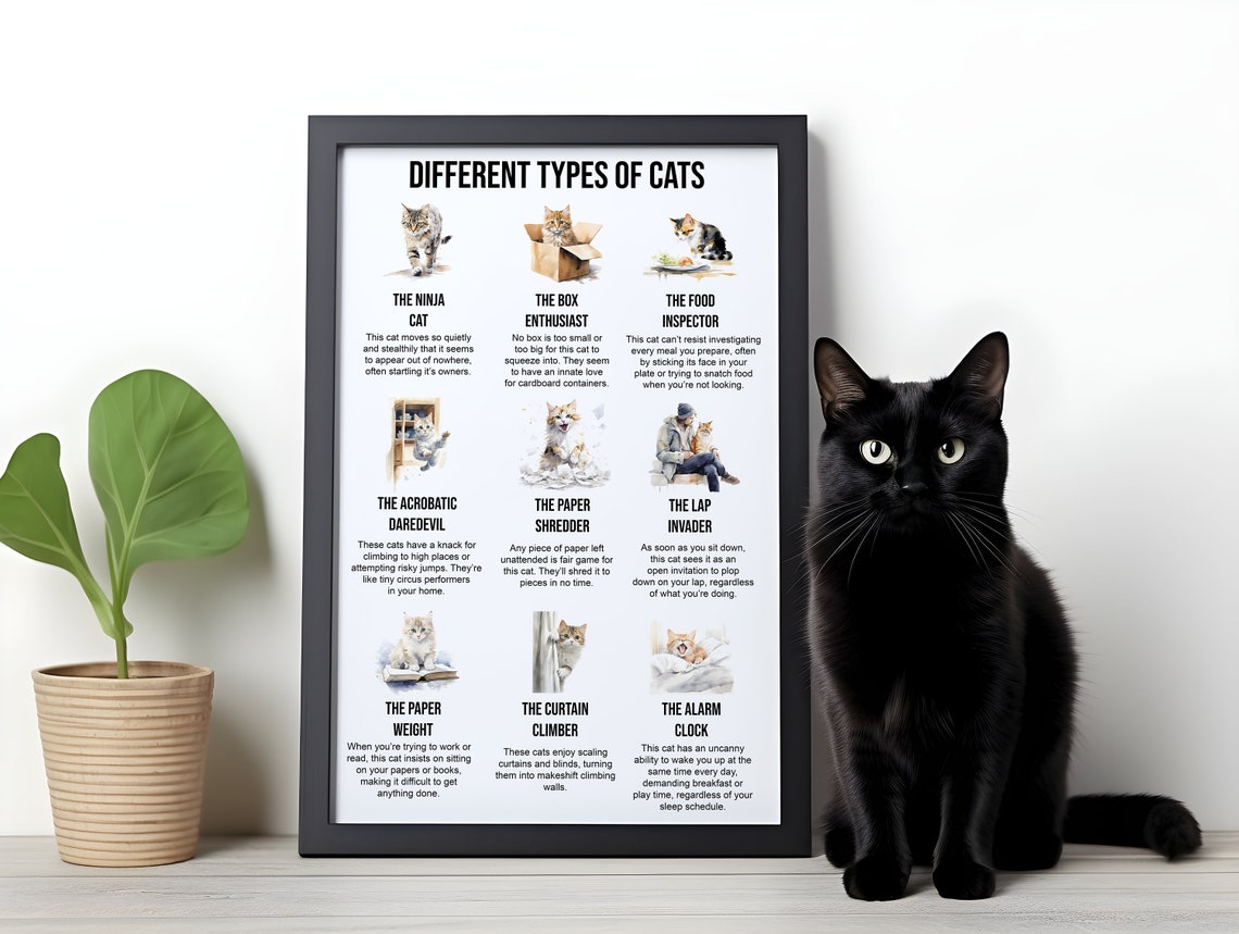 Different Types Of Cats Funny Illustrated Guide Humor Poster