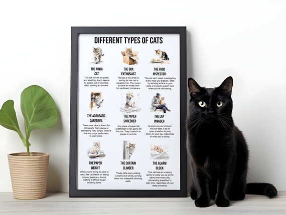 Funny Different Types Of Cats Poster Humorous Cat Wall Art Print Lover Gift Gifts