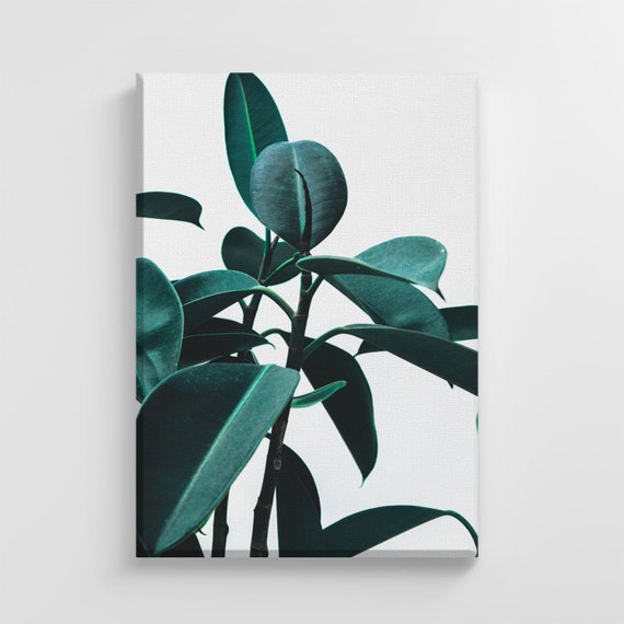 Tropical Exotic Plant, Stylish Home Decoration