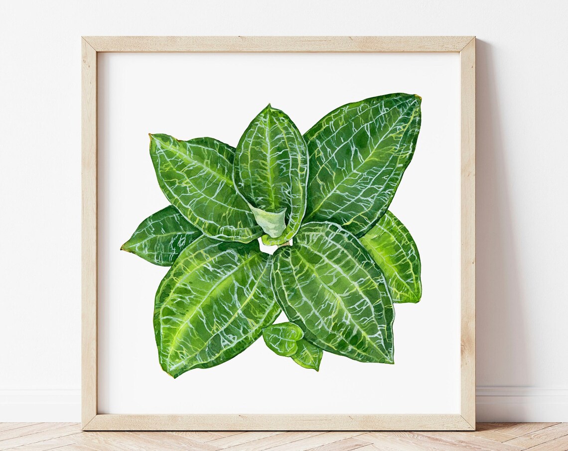 Ludisia Jewel Orchid Dark Veined Foliage Watercolor Plant Poster