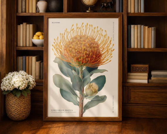 Pincushion Protea Vintage Botanical Floral Specimen No 21 Poster