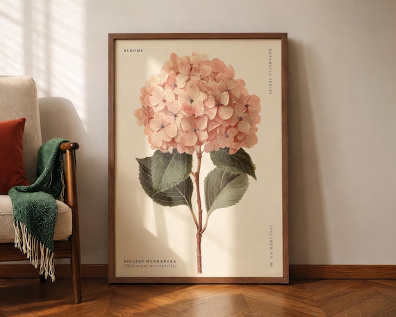 Bigleaf Hydrangea Botanical Print Vintage Flower Wall Decor Specimen Study