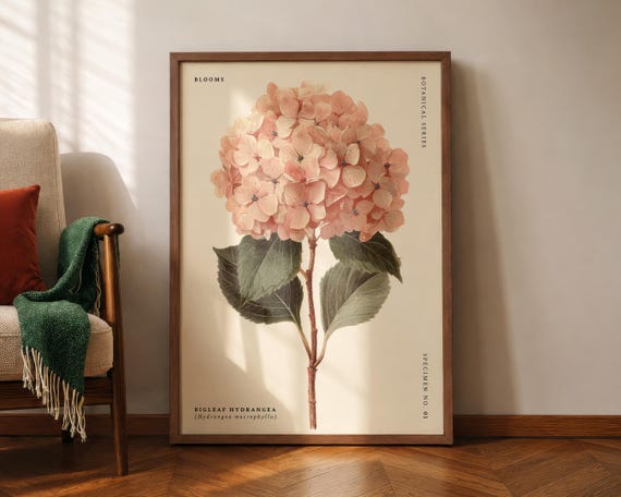 Bigleaf Hydrangea Wall Art Print Botanical Flower Poster Vintage Floral Specimen Artwork Pink Decor For Living Room