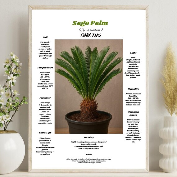 Sago Palm Care Tips Wall Art Cycas Revoluta Guideindoor Plant Decor Downloadtoxic Warning Posterbotanical Chart