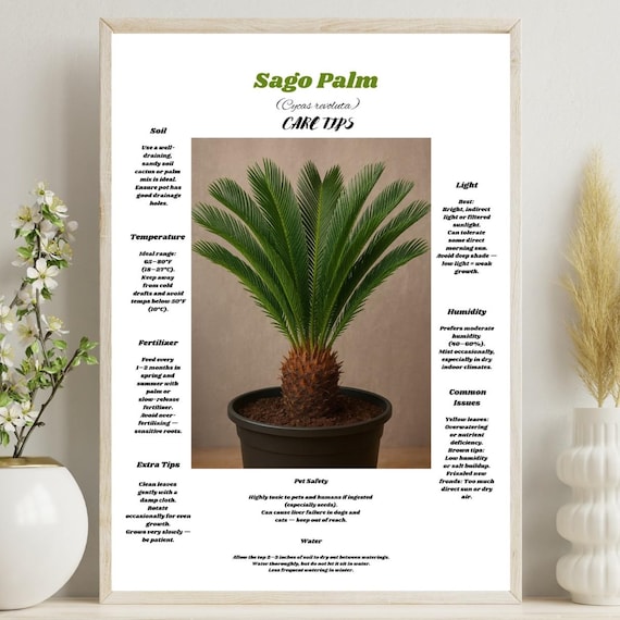 Sago Palm Cycas Revoluta Care Tips Botanical Houseplant Poster