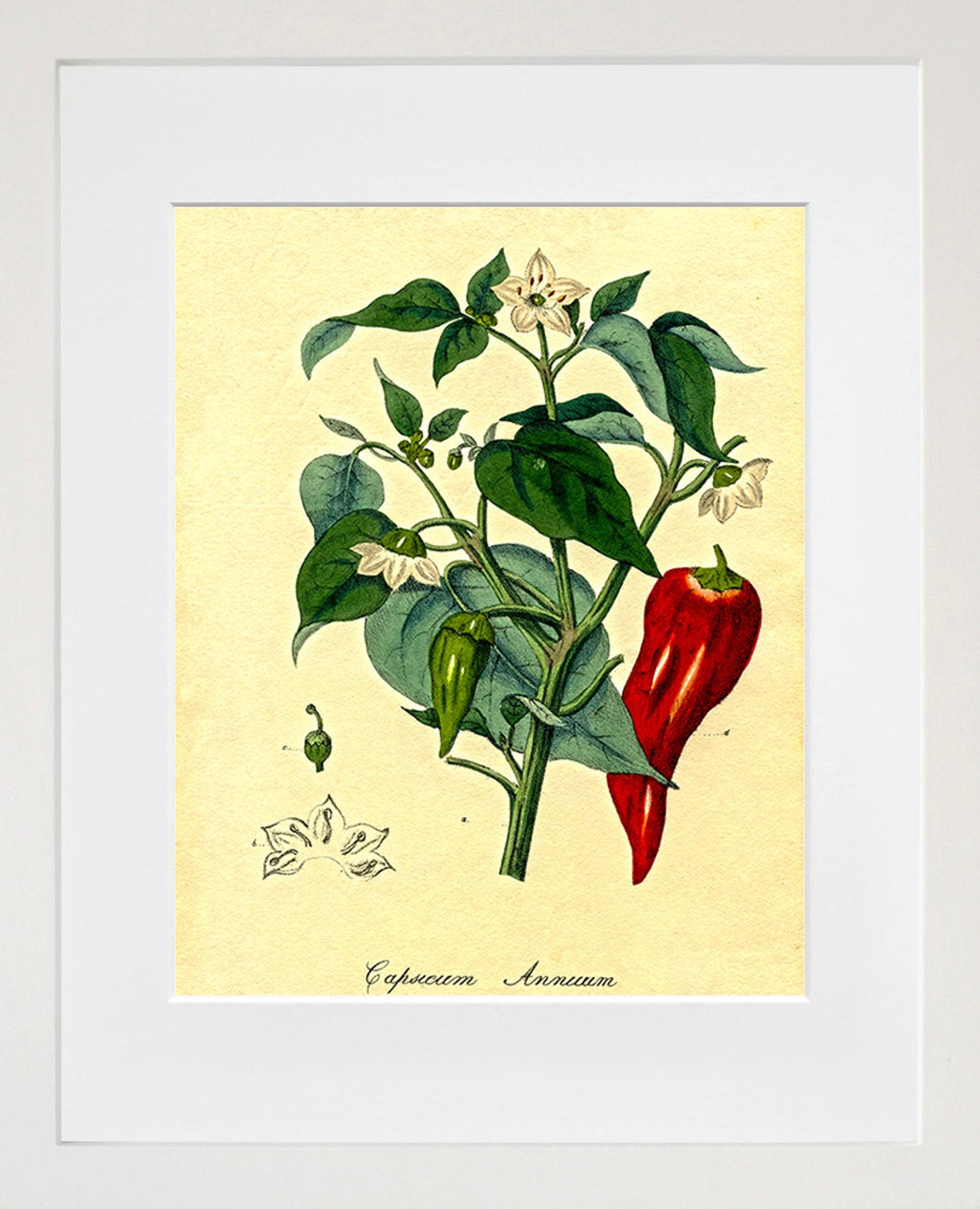 Capsicum Annuum Vintage Botanical Chili Pepper Illustration Poster