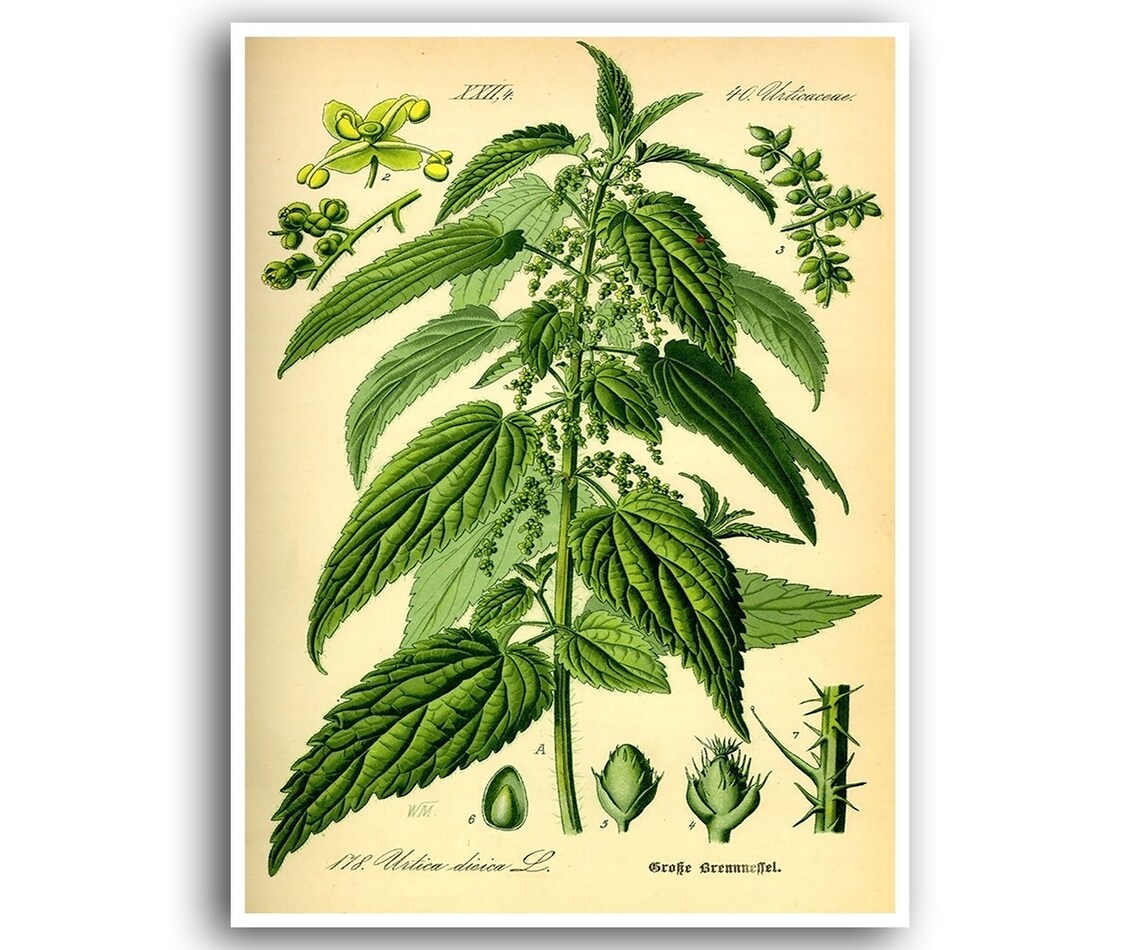 Nettle Art Print, Botanical Plant Wall Decor