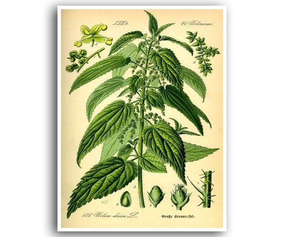 Nettle Art Print, Botanical Plant Wall Decor
