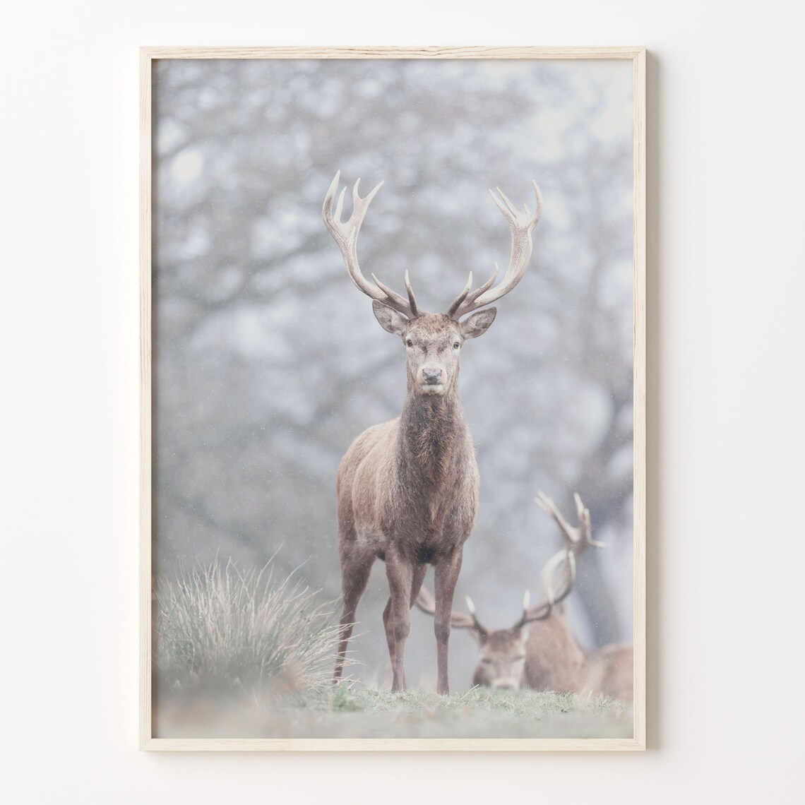 Majestic Stag With Antlers Misty Forest Wildlife Photo Poster
