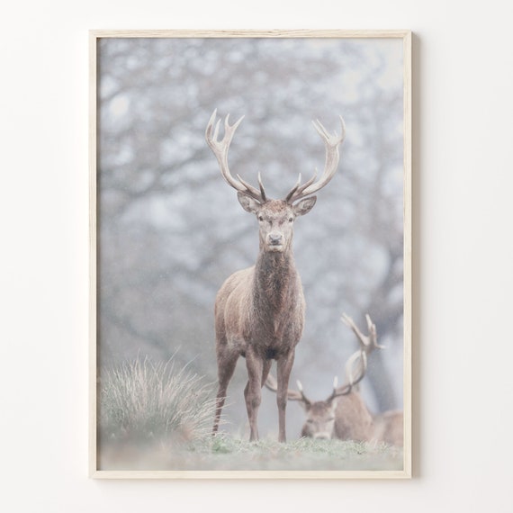 Deer Colorful Poster Print Deer Photo Wall Art Wall Art Boho Decor Colorful Wall Art Photography Poster Print C18 93