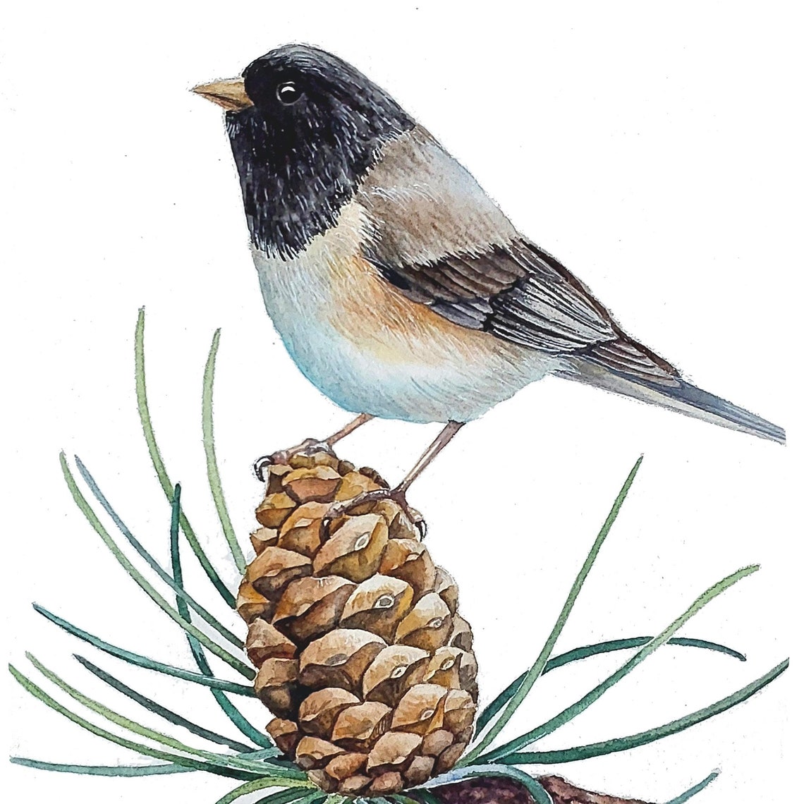 Dark-Eyed Junco Perched on a Pine Cone Watercolor Bird Poster
