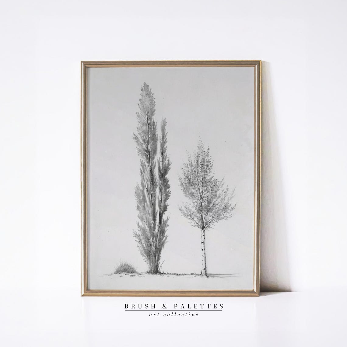 Elegant Poplar Tree Study Black And White Nature Drawing Sketch Poster
